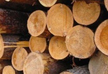 Для Волинських пилорам крадуть деревину на Рівненщині