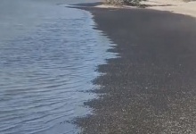 Мільйони чорних равликів викинулися на пляж у Флориді