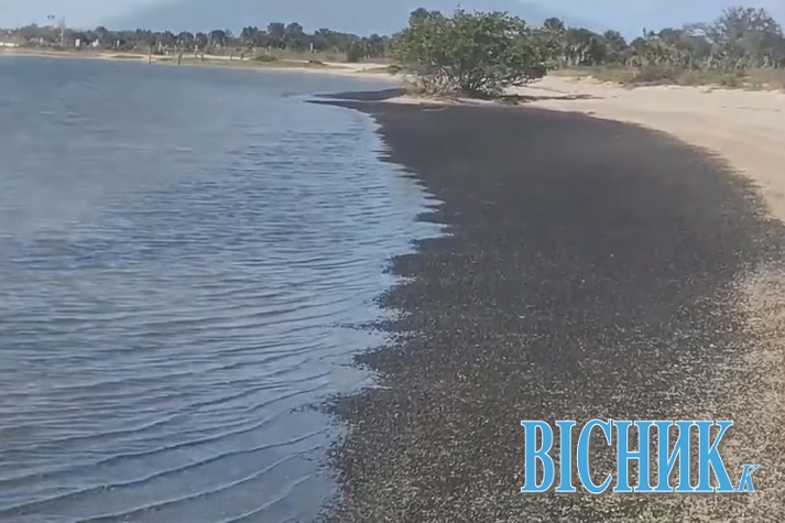 Мільйони чорних равликів викинулися на пляж у Флориді