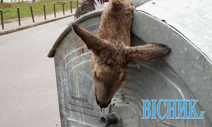 У Львові у смітнику знайшли мертву козулю