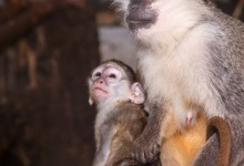 У родині зелених мавпочок з Луцького зоопарку народилось дитинча
