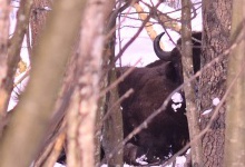 Дирекція волинського національного парку просить допомоги у порятунку зубра