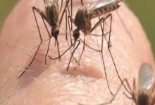 Комарі кусають тих, хто менше опирається – дослідження