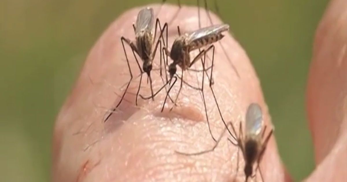 Комарі кусають тих, хто менше опирається – дослідження