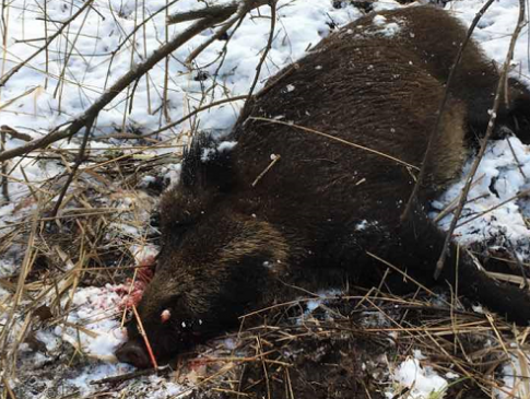 На Волині браконьєри застрелили вагітну самку дикого кабана