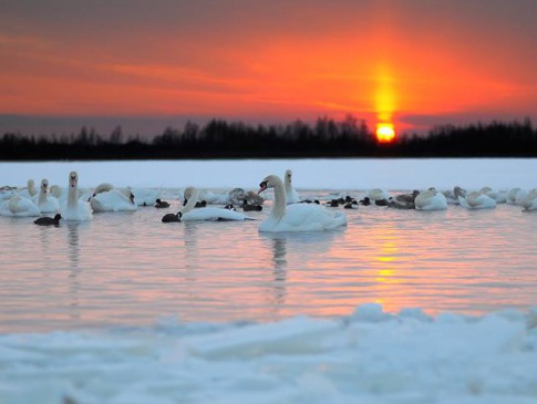 На Волині на озері Білому зимують понад сотня лебедів