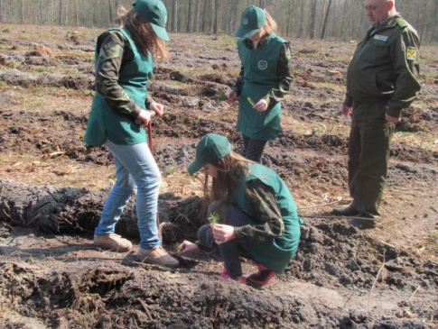 Гектар нового лісу створили у  Любешівському районі  школярі і учасники АТО