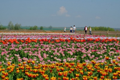 Тюльпанове поле на Буковині відкриють вже завтра