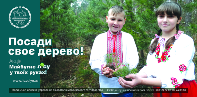 Ліси Ківерцівщини продовжують відновлювати. ФОТО