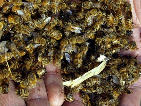 На Прикарпатті масово загинули бджоли