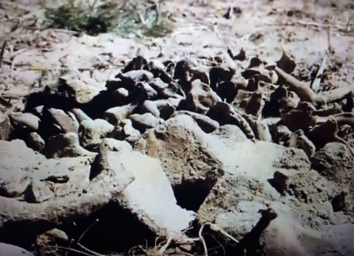 У полі на Рівненщині знайшли останки військового