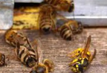 Кримінальні провадження відкрили через смерть бджіл