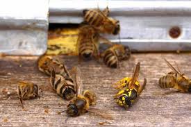 Кримінальні провадження відкрили через смерть бджіл