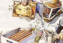 На Вінниччині вчитимуть дипломованих бджолярів