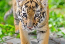 Працівники Луцького зоопарку виходили тигреня, від якого відмовилася мати