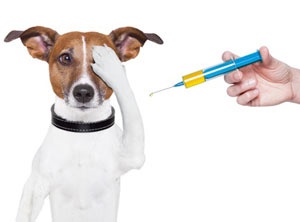У Тернополі безкоштовно вакцинуватимуть собак та котів від сказу