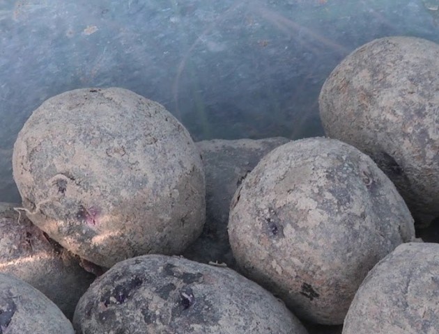 На Волині вирощують фіолетову картоплю