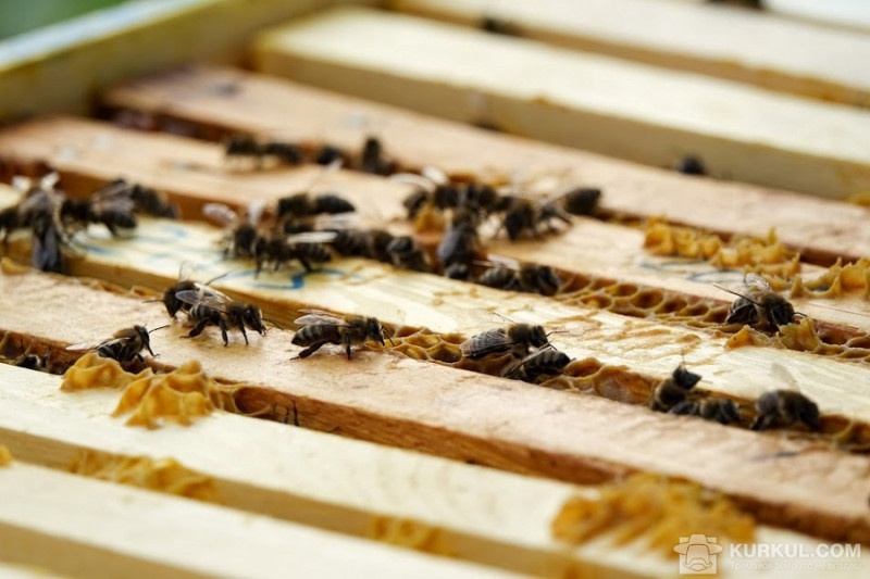 Після загибелі бджіл на Рівненщині відкрили кримінальне провадження