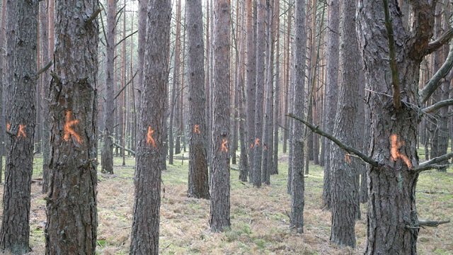 В Україні всихають ліси, у тому числі-волинські