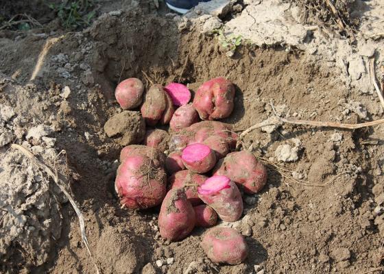 Волинська картопля родить у працьовитих і передбачливих