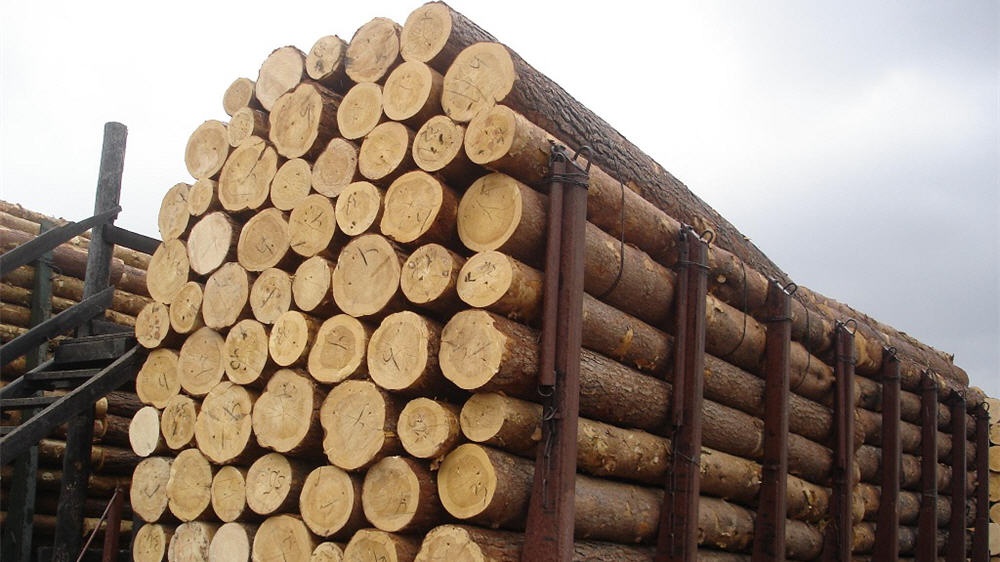 В Україні збільшено штрафи за незаконну рубку лісів