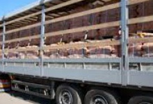 Протиправний експорт волинської деревини митникам допоміг розпізнати фахівець –лісівник
