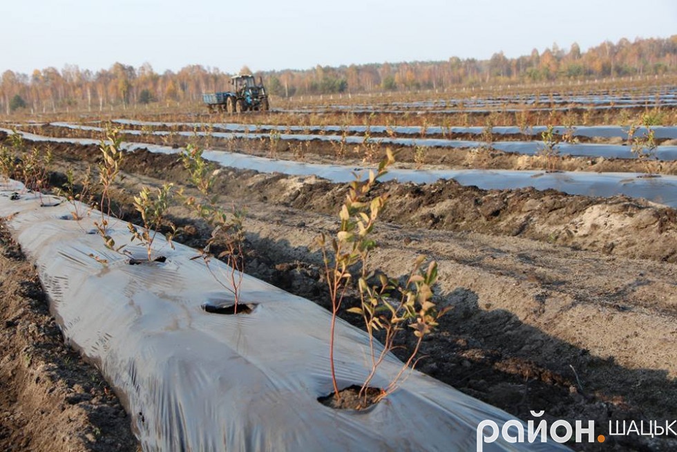 У  Шацькому районі з’явилася перша плантація екологічно чистої лохини