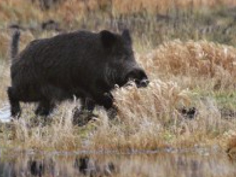 На Волині відкрився  сезон облавного та колективного полювання на диких парнокопитних тварин