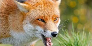 На Рівненщині застрелили шість скажених лисиць