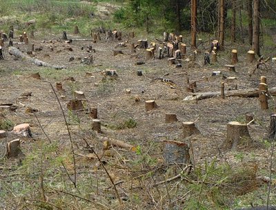 У заказнику волинянин незаконно зрубав 15 дерев