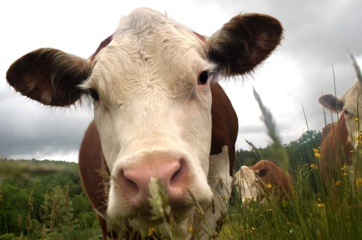 В аграріїв Волині є менше місяця, щоб отримати дотацію на корів