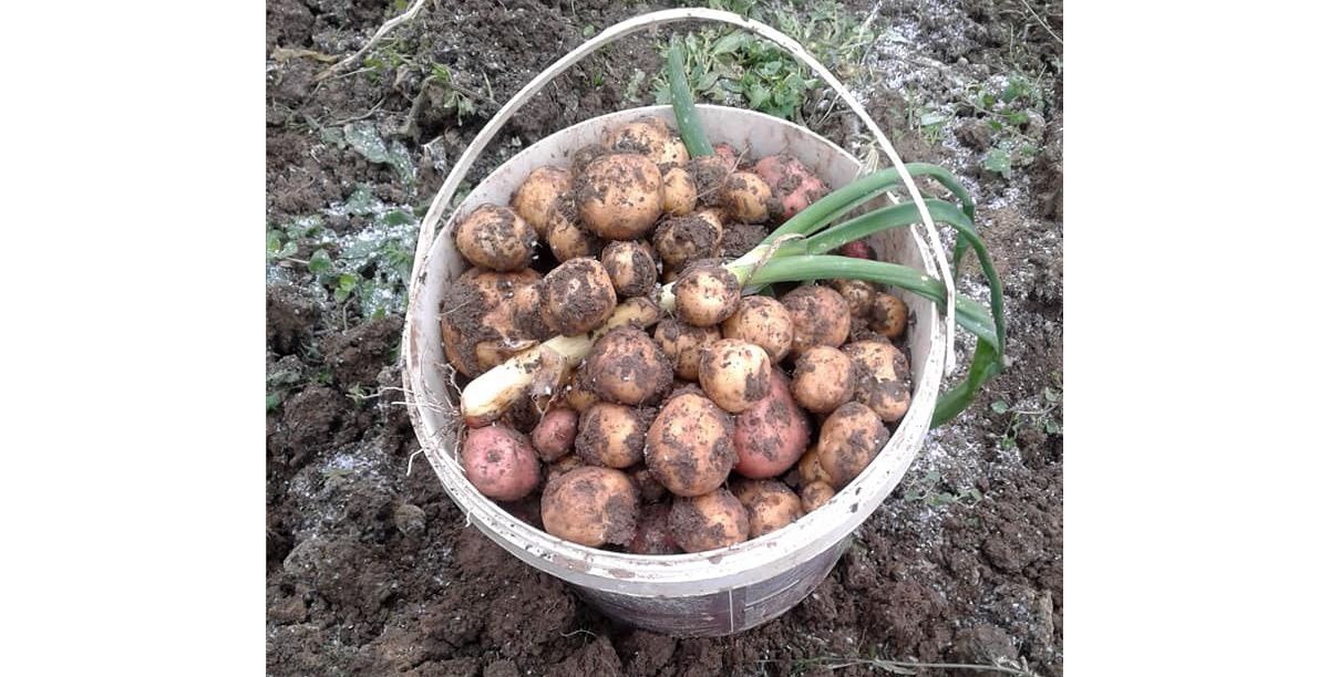 На Вінничині зібрали другий урожай молодої картоплі