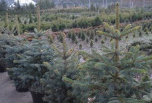 Волинські лісівники виростили 150 тисяч новорічних деревець