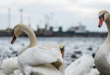 Лебедів відмивали від нафти