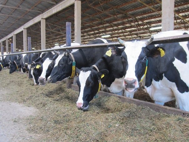 Волинянам пропонують створити сімейні молочні ферми