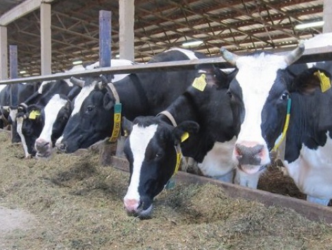 Волинянам пропонують створити сімейні молочні ферми