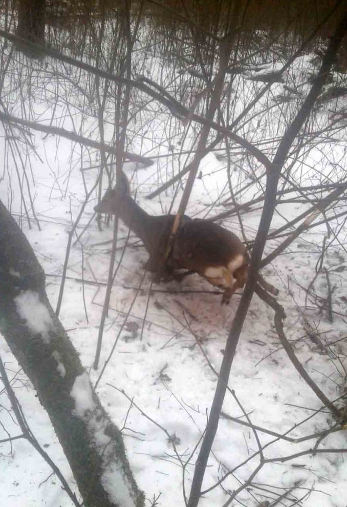 Волинські лісівники витягли  козулю з браконьєрської петлі
