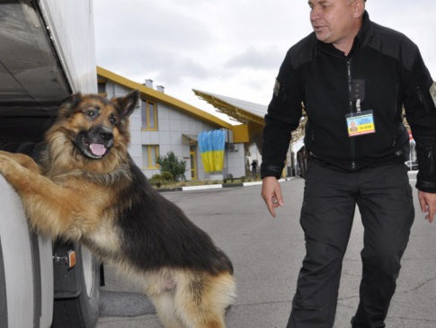 Волинським прикордонникам  допомогли виявити наркотики  службові собаки