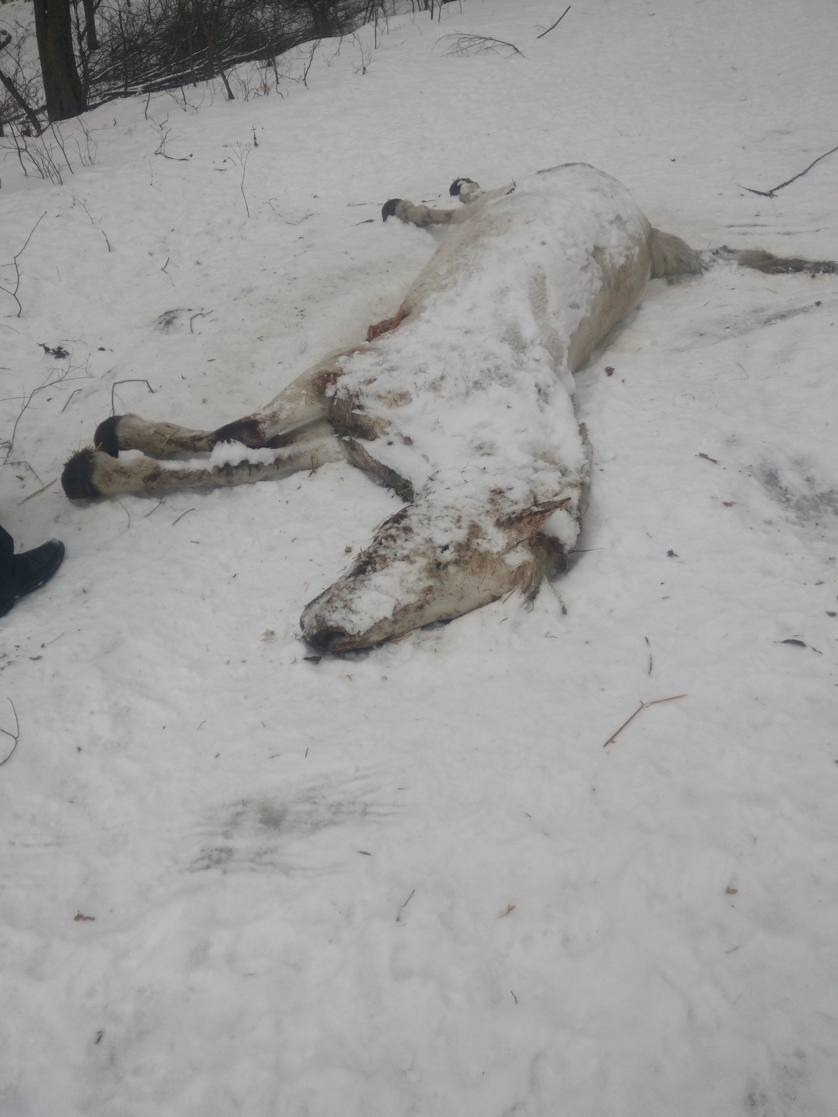 У райцентрі на Рівненщині мертвих домашніх тварин викидають на смітники