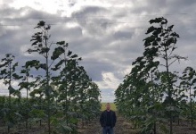 На Рівненщині вирощують 20-метрові біоенергетичні дерева