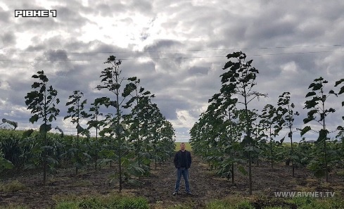 На Рівненщині вирощують 20-метрові біоенергетичні дерева