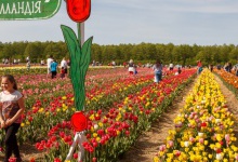 Тюльпанове поле на Волині чекає відвідувачів