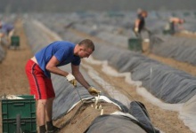 Німецькі фермери готові брати на роботу українців. І навіть робити для них культурну програму