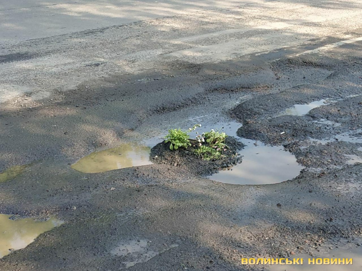 У Луцьку зроблять ремонт дороги, на якій активісти посадили квіти