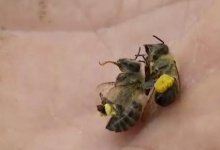 У селі на Волині масово гинуть бджоли