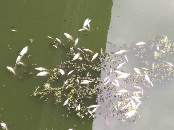 У річці на Рівненщині масово гине риба