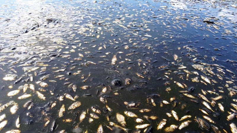 У річці на Волині масово гине риба