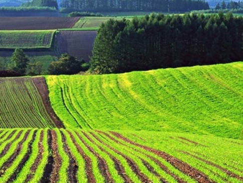 Ринок землі в Україні відкриють 1 жовтня 2020 року