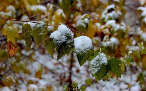 На Волині та Рівненщині випав перший сніг