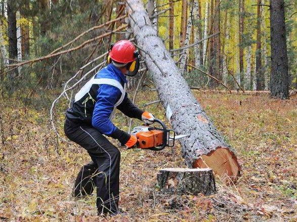 На Житомирщині лісоруба вбило деревом